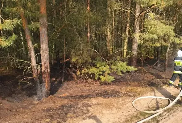 Pożar w Piaskach — interweniowały OSP Zapolice i OSP Beleń