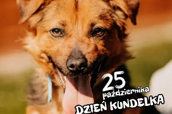 Dzień Kundelka w gminie Zapolice – psy ze schroniska szukają domu