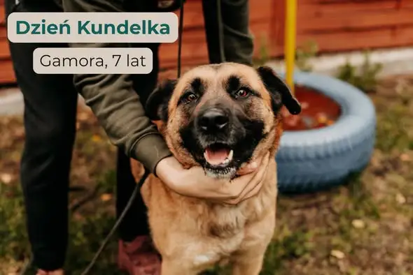 Dzień Kundelka w Gminie Zduńska Wola – Krakers i Gamora szukają domu