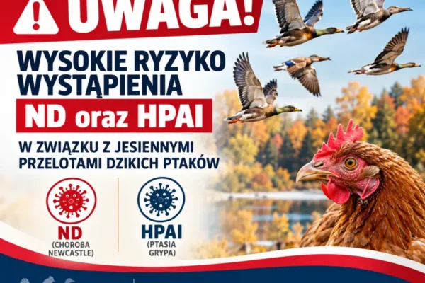 Powiat Łaski: Jesienne migracje dzikich ptaków zwiększają ryzyko ptasiej grypy i choroby Newcastle